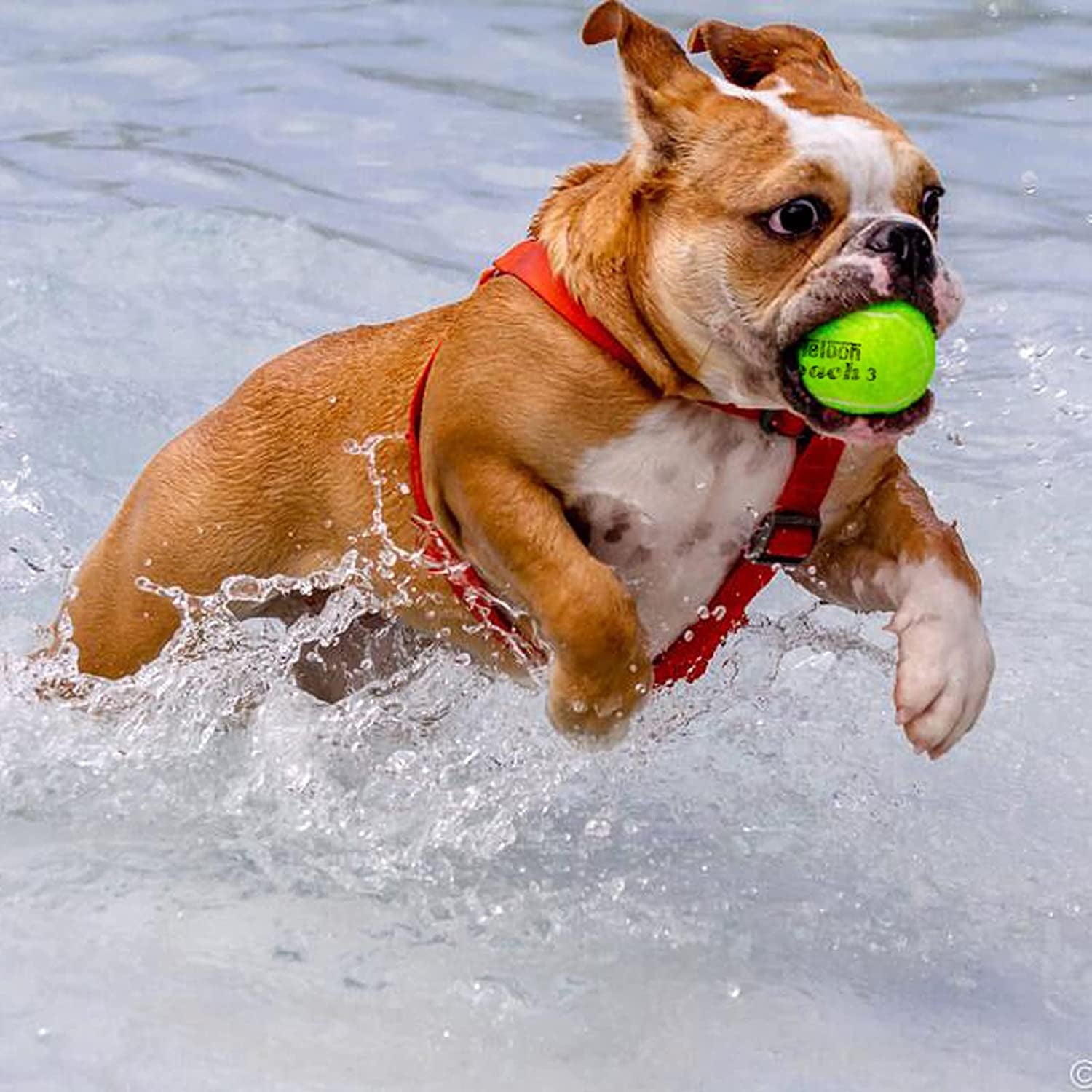 Pressure Training Tennis Balls - Available in 12 or 18 Count with Mesh Carry Bag, Offered in 4 Colors, Ideal for Beginner Training Exercises